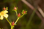 Roundpod St. Johnswort